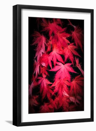 Red paint-Philippe Sainte-Laudy-Framed Photographic Print