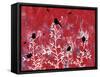Red Painted Texture background with White Floral and Black Birds and Butterflies-Bee Sturgis-Framed Stretched Canvas