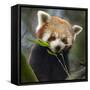 Red panda (Ailurus fulgens) captive, occurs in China.-Ernie Janes-Framed Stretched Canvas