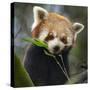 Red panda (Ailurus fulgens) captive, occurs in China.-Ernie Janes-Stretched Canvas