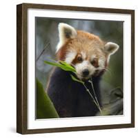 Red panda (Ailurus fulgens) captive, occurs in China.-Ernie Janes-Framed Photographic Print