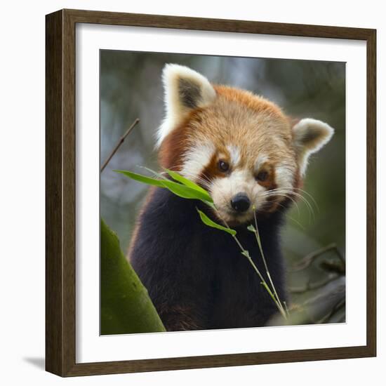 Red panda (Ailurus fulgens) captive, occurs in China.-Ernie Janes-Framed Photographic Print