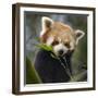 Red panda (Ailurus fulgens) captive, occurs in China.-Ernie Janes-Framed Photographic Print