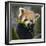 Red panda (Ailurus fulgens) captive, occurs in China.-Ernie Janes-Framed Photographic Print