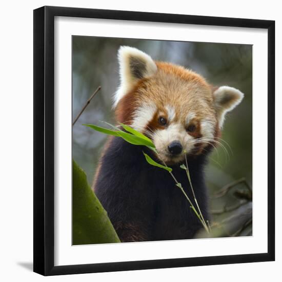 Red panda (Ailurus fulgens) captive, occurs in China.-Ernie Janes-Framed Photographic Print