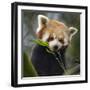 Red panda (Ailurus fulgens) captive, occurs in China.-Ernie Janes-Framed Photographic Print