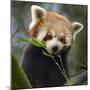 Red panda (Ailurus fulgens) captive, occurs in China.-Ernie Janes-Mounted Photographic Print