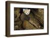 Red Panda (Ailurus Fulgens), Cub In Breeding Den, Captive, Germany, Naturschutz-Tierpark Goerlitz-Dr. Axel Gebauer-Framed Photographic Print