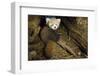 Red Panda (Ailurus Fulgens), Cub In Breeding Den, Captive, Germany, Naturschutz-Tierpark Goerlitz-Dr. Axel Gebauer-Framed Photographic Print