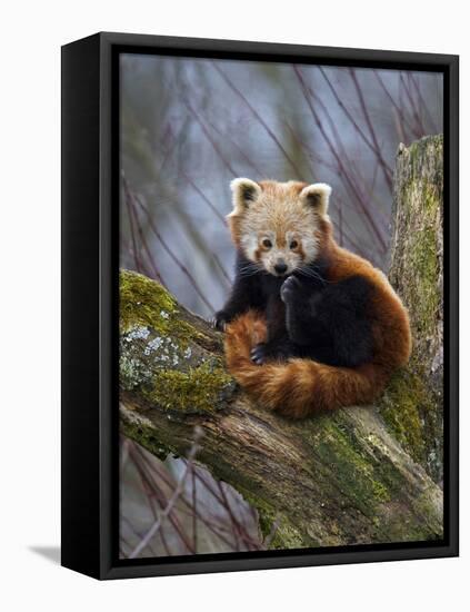 Red Panda (Ailurus Fulgens), Himalayas-Andres Morya Hinojosa-Framed Stretched Canvas
