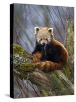 Red Panda (Ailurus Fulgens), Himalayas-Andres Morya Hinojosa-Stretched Canvas