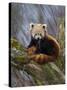 Red Panda (Ailurus Fulgens), Himalayas-Andres Morya Hinojosa-Stretched Canvas