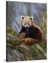 Red Panda (Ailurus Fulgens), Himalayas-Andres Morya Hinojosa-Stretched Canvas