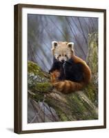 Red Panda (Ailurus Fulgens), Himalayas-Andres Morya Hinojosa-Framed Premium Photographic Print
