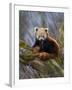 Red Panda (Ailurus Fulgens), Himalayas-Andres Morya Hinojosa-Framed Premium Photographic Print