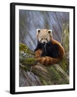 Red Panda (Ailurus Fulgens), Himalayas-Andres Morya Hinojosa-Framed Premium Photographic Print