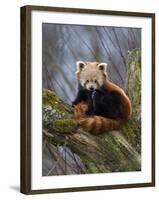 Red Panda (Ailurus Fulgens), Himalayas-Andres Morya Hinojosa-Framed Premium Photographic Print