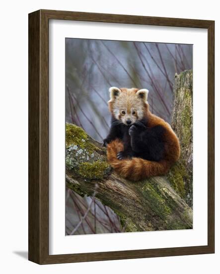 Red Panda (Ailurus Fulgens), Himalayas-Andres Morya Hinojosa-Framed Photographic Print