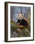 Red Panda (Ailurus Fulgens), Himalayas-Andres Morya Hinojosa-Framed Photographic Print