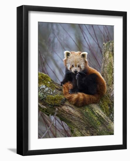 Red Panda (Ailurus Fulgens), Himalayas-Andres Morya Hinojosa-Framed Photographic Print