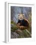 Red Panda (Ailurus Fulgens), Himalayas-Andres Morya Hinojosa-Framed Photographic Print