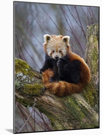 Red Panda (Ailurus Fulgens), Himalayas-Andres Morya Hinojosa-Mounted Photographic Print