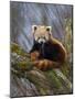 Red Panda (Ailurus Fulgens), Himalayas-Andres Morya Hinojosa-Mounted Photographic Print