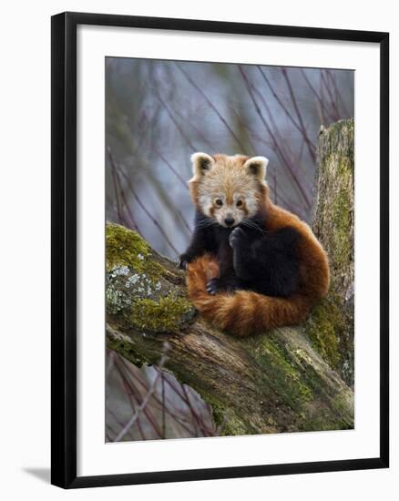 Red Panda (Ailurus Fulgens), Himalayas-Andres Morya Hinojosa-Framed Photographic Print