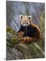 Red Panda (Ailurus Fulgens), Himalayas-Andres Morya Hinojosa-Mounted Photographic Print