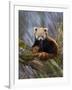 Red Panda (Ailurus Fulgens), Himalayas-Andres Morya Hinojosa-Framed Photographic Print