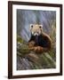 Red Panda (Ailurus Fulgens), Himalayas-Andres Morya Hinojosa-Framed Photographic Print