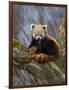 Red Panda (Ailurus Fulgens), Himalayas-Andres Morya Hinojosa-Framed Photographic Print