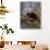 Red Panda (Ailurus Fulgens), Himalayas-Andres Morya Hinojosa-Photographic Print displayed on a wall