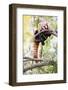 Red Panda (Ailurus Fulgens, Lit. Shining Cat )-l i g h t p o e t-Framed Photographic Print