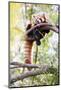 Red Panda (Ailurus Fulgens, Lit. Shining Cat )-l i g h t p o e t-Mounted Photographic Print