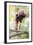 Red Panda (Ailurus Fulgens, Lit. Shining Cat )-l i g h t p o e t-Framed Photographic Print