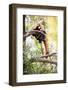 Red Panda (Ailurus Fulgens, Lit. Shining Cat )-l i g h t p o e t-Framed Photographic Print