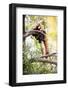 Red Panda (Ailurus Fulgens, Lit. Shining Cat )-l i g h t p o e t-Framed Photographic Print