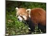 Red Panda (Ailurus Fulgens), Panda Breeding and Research Centre, Chengdu, Sichuan Province, China, -Neale Clark-Mounted Photographic Print