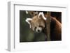 Red Panda (Ailurus Fulgens), Portrait Of Youngster, Captive-Dr. Axel Gebauer-Framed Photographic Print