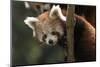 Red Panda (Ailurus Fulgens), Portrait Of Youngster, Captive-Dr. Axel Gebauer-Mounted Photographic Print