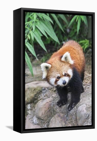 Red Panda (Ailurus Fulgens), Sichuan Province, China, Asia-G & M Therin-Weise-Framed Stretched Canvas
