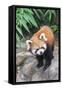 Red Panda (Ailurus Fulgens), Sichuan Province, China, Asia-G & M Therin-Weise-Framed Stretched Canvas