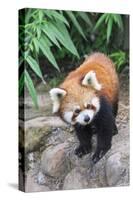 Red Panda (Ailurus Fulgens), Sichuan Province, China, Asia-G & M Therin-Weise-Stretched Canvas