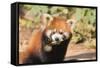 Red Panda (Ailurus Fulgens), Sichuan Province, China, Asia-G & M Therin-Weise-Framed Stretched Canvas