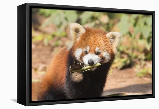 Red Panda (Ailurus Fulgens), Sichuan Province, China, Asia-G & M Therin-Weise-Framed Stretched Canvas
