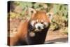 Red Panda (Ailurus Fulgens), Sichuan Province, China, Asia-G & M Therin-Weise-Stretched Canvas