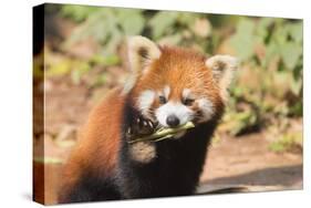 Red Panda (Ailurus Fulgens), Sichuan Province, China, Asia-G & M Therin-Weise-Stretched Canvas