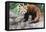 Red Panda (Ailurus Fulgens), Sichuan Province, China, Asia-G & M Therin-Weise-Framed Stretched Canvas