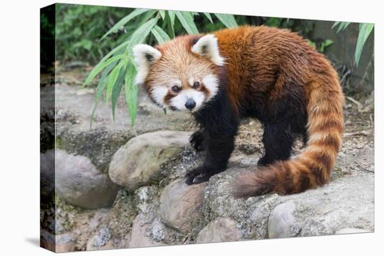 Red Panda (Ailurus Fulgens), Sichuan Province, China, Asia-G & M Therin-Weise-Stretched Canvas